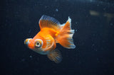 Butterfly  Calico 3.5 Inch (ID#304B8b-52) Free2Day SHIPPING