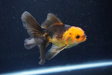 Juvenile Thai Oranda  Red Black 4 Inch (ID#1008To13b-89) Free2Day SHIPPING