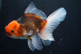 Thai Oranda  Tricolor 5 Inch (ID#920R12c-102) Free2Day SHIPPING