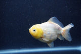 Yuan Bao Oranda Lemon Calico 4 Inch (ID#1220Yb10b-64) Free2Day SHIPPING