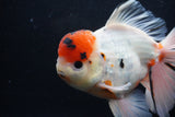 Giant Thai Oranda  Calico 7.5 Inch (ID#1227T13a-108)