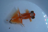 Butterfly  Red White 3.5 Inch (ID#401B8b-43) Free2Day SHIPPING