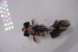 Butterfly  Calico 3.5 Inch (ID#1231B8b-36) Free2Day SHIPPING