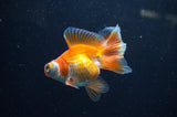Butterfly  Calico 3.5 Inch (ID#304B8b-52) Free2Day SHIPPING