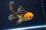 Juvenile Thai Oranda  Red Black 4 Inch (ID#1008To13bPT4-89) Free2Day SHIPPING