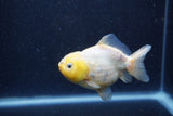 Yuan Bao Oranda Lemon Calico 4 Inch (ID#1220Yb10b-64) Free2Day SHIPPING