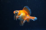Butterfly  Calico 3.5 Inch (ID#304B8b-52) Free2Day SHIPPING