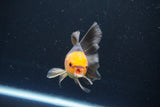 Juvenile Thai Oranda  Red Black 4 Inch (ID#1008To13b-89) Free2Day SHIPPING