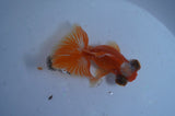 Butterfly  Red White 3.5 Inch (ID#401B8b-43) Free2Day SHIPPING