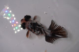 Butterfly  Calico 3.5 Inch (ID#1231B8b-36) Free2Day SHIPPING