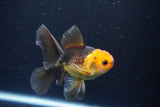 Juvenile Thai Oranda  Red Black 4 Inch (ID#1008To13b-89) Free2Day SHIPPING