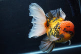 Giant Thai Oranda  Calico 7 Inch (ID#1231To13a-105)