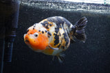 Jumbo Milk Cow Ranchu  Calico 5 Inch (ID#1210R9a-113)