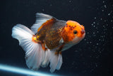 Thai Oranda  Tricolor 5 Inch (ID#920R12c-102) Free2Day SHIPPING