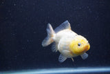 Yuan Bao Oranda Lemon Calico 4 Inch (ID#1220Yb10b-64) Free2Day SHIPPING