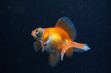 Butterfly  Calico 3.5 Inch (ID#304B8b-52) Free2Day SHIPPING