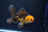 Juvenile Thai Oranda  Red Black 4 Inch (ID#1008To13bPT4-89) Free2Day SHIPPING