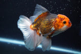 Thai Oranda  Tricolor 5 Inch (ID#920R12c-102) Free2Day SHIPPING