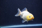 Yuan Bao Oranda Lemon Calico 4 Inch (ID#1220Yb10b-64) Free2Day SHIPPING