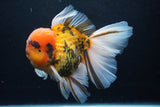 Giant Thai Oranda  Calico 7 Inch (ID#1231To13a-105)