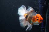 Thai Oranda  Tricolor 5 Inch (ID#920R12c-102) Free2Day SHIPPING