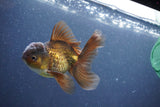 Juvenile Thai Oranda  Bronze 3.5 Inch (ID#1011To13b-87) Free2Day SHIPPING