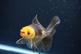 Juvenile Thai Oranda  Red Black 4 Inch (ID#1008To13b-89) Free2Day SHIPPING