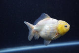 Yuan Bao Oranda Lemon Calico 4 Inch (ID#1220Yb10b-64) Free2Day SHIPPING