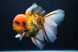 Giant Thai Oranda  Calico 7 Inch (ID#1231To13a-105)