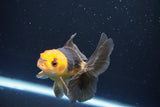 Juvenile Thai Oranda  Red Black 4 Inch (ID#1008To13b-89) Free2Day SHIPPING