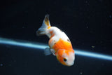 Milk Cow Ranchu  Calico 3.5 Inch (ID#1112R9a-51) Free2Day SHIPPING