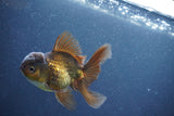 Juvenile Thai Oranda  Bronze 3.5 Inch (ID#1011To13b-87) Free2Day SHIPPING