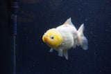 Yuan Bao Oranda Lemon Calico 4 Inch (ID#1220Yb10b-64) Free2Day SHIPPING