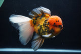 Giant Thai Oranda  Calico 7 Inch (ID#1231To13a-105)