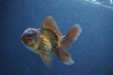 Juvenile Thai Oranda  Bronze 3.5 Inch (ID#1011To13b-87) Free2Day SHIPPING