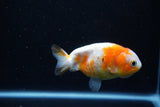 Milk Cow Ranchu  Calico 3.5 Inch (ID#1112R9a-51) Free2Day SHIPPING