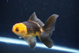 Juvenile Thai Oranda  Red Black 4 Inch (ID#1008To13b-89) Free2Day SHIPPING