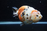 Jumbo Milk Cow Ranchu  Calico 4.5 Inch (ID#1210R9a-114)