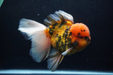 Giant Thai Oranda  Calico 7 Inch (ID#1231To13a-105)