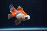 Butterfly  Red White 3.5 Inch (ID#304B8b-53) Free2Day SHIPPING
