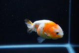 Milk Cow Ranchu  Calico 3.5 Inch (ID#1112R9a-51) Free2Day SHIPPING