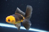 Juvenile Thai Oranda  Red Black 4 Inch (ID#1008To13bPT4-89) Free2Day SHIPPING