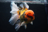 Giant Thai Oranda  Calico 7 Inch (ID#1231To13a-105)