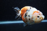 Jumbo Milk Cow Ranchu  Calico 4.5 Inch (ID#1210R9a-114)