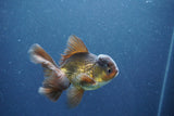 Juvenile Thai Oranda  Bronze 3.5 Inch (ID#1011To13b-87) Free2Day SHIPPING