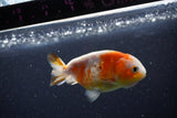 Milk Cow Ranchu  Calico 3.5 Inch (ID#1112R9a-51) Free2Day SHIPPING