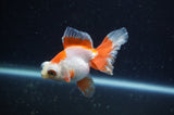 Butterfly  Red White 3.5 Inch (ID#304B8b-53) Free2Day SHIPPING