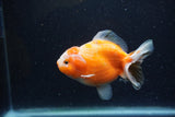 Yuan Bao Oranda  Calico 4 Inch (ID#1220Yb10b-65) Free2Day SHIPPING