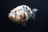 Jumbo Milk Cow Ranchu  Calico 5 Inch (ID#1206R9a-113)