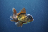 Juvenile Thai Oranda  Bronze 3.5 Inch (ID#1011To13b-87) Free2Day SHIPPING